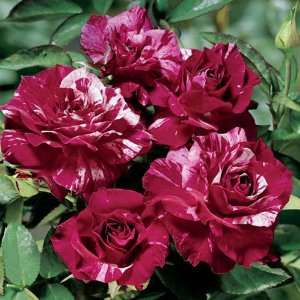  Purple Tiger Rose Seeds Packet Patio, Lawn & Garden