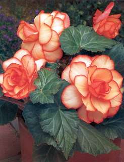 Salmon Picotee Begonia Begonia 2 Bulbs  