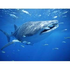  Small Fish Swim Along with a Whale Shark, Rhincodon Typus 