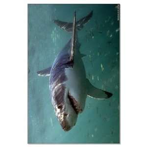  Underwater Great White Shark Teeth Large Poster by 