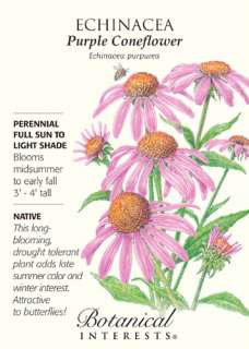 Purple Coneflower Seeds   500 mg   Echinacea  