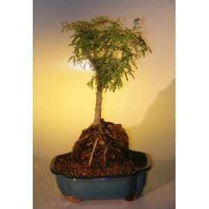  Boys Sweet Acacia Bonsai Tree   Root Over Rock acacia farnesiana